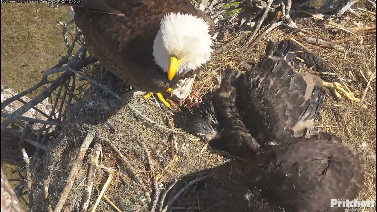 SWFL Eagles~Sad Day- F23's Reaction-E24 is Removed-E25's 1st Human Encounter-Misses Sibling_1/27/25