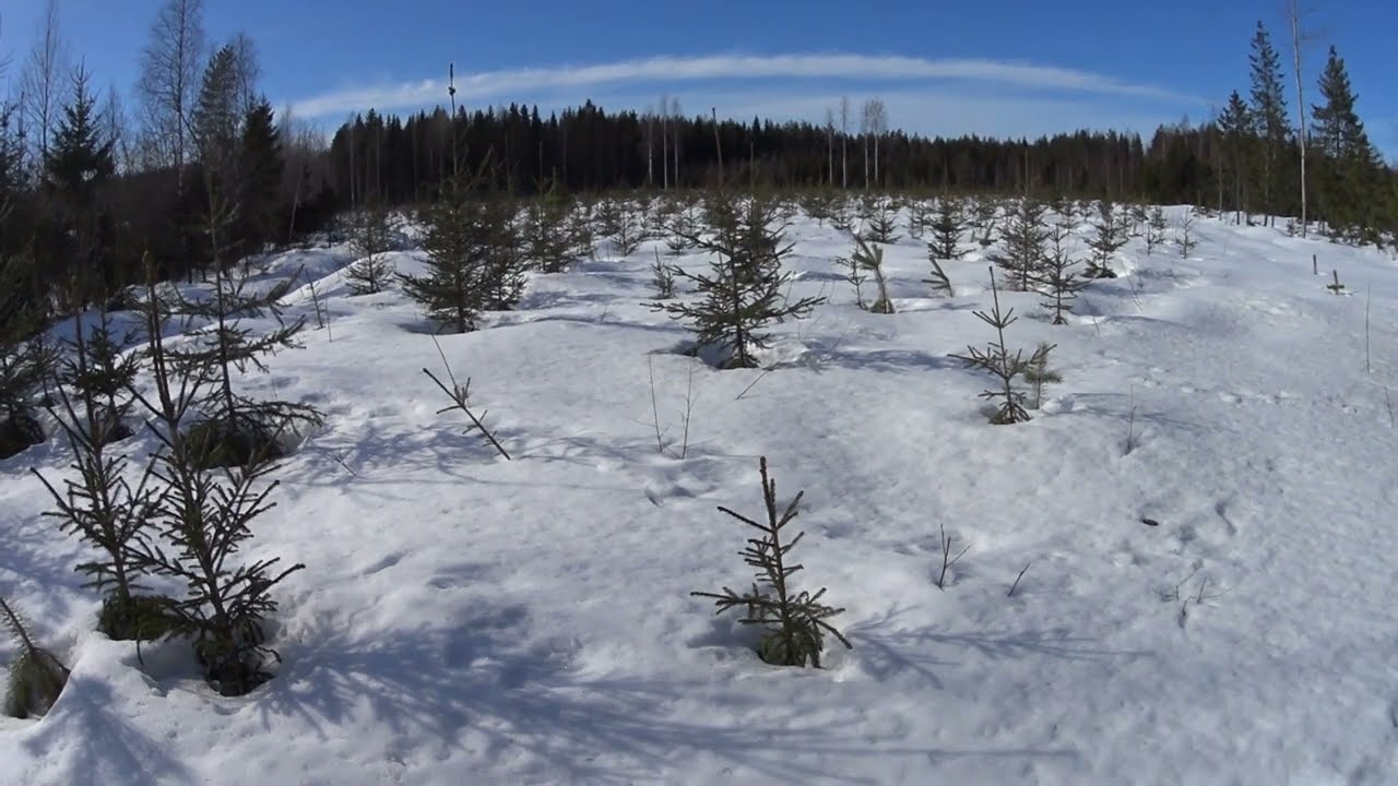 Metsolan Metsäkoulu 268 - Koivua kuusen päällä vai ei, sekametsien kasvatus