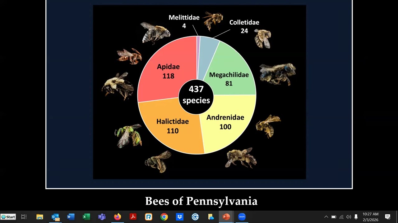 Native Bees of the Northeastern United States