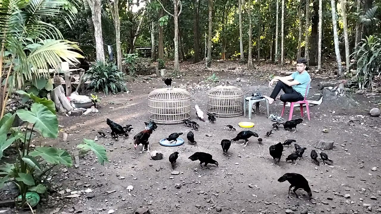 PEMULA BETERNAK AYAM KAMPUNG RAUP OMSET RATUSAN JUTA KOK BISA ?? MODAL SEDIKIT DAPAT 100 JT/BULAN !!