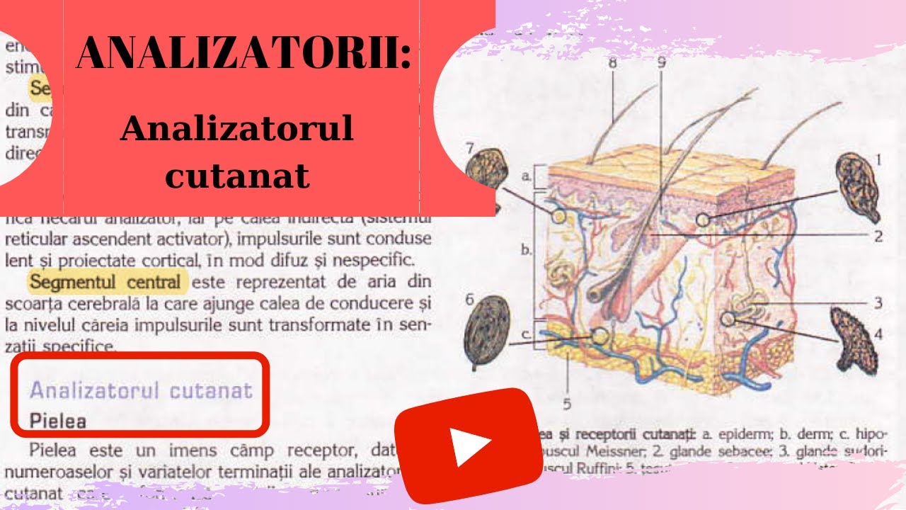 ADMITERE MEDICINA: ANALIZATORII 1: Analizatorul cutanat