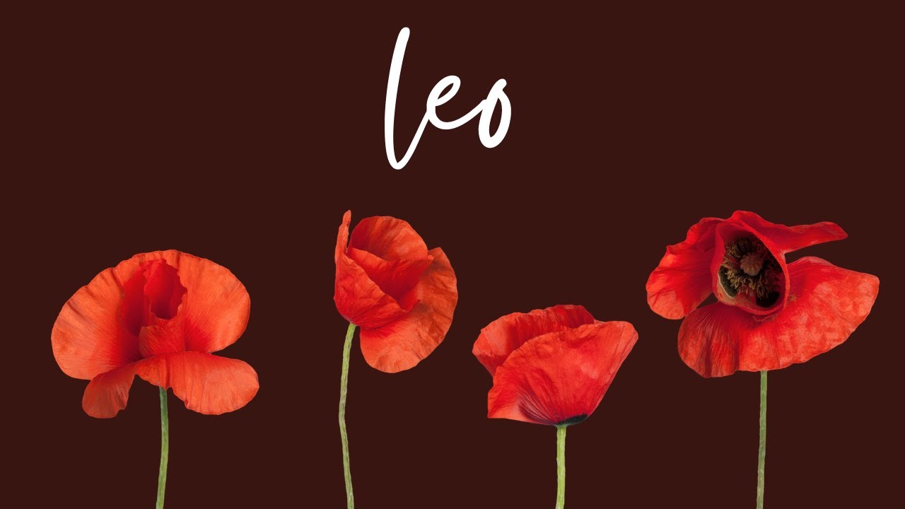 Leo🌱They Knew What They Were Doing🖤Spending A Lot of Time Wondering/Thinking About You🌱No Comm