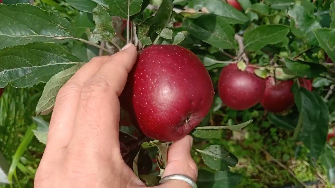 Dark Baron Galla Vs TRex GALLA, elevation 7700ft, Naresh Hetta's Orchard Theog @nareshhettaji