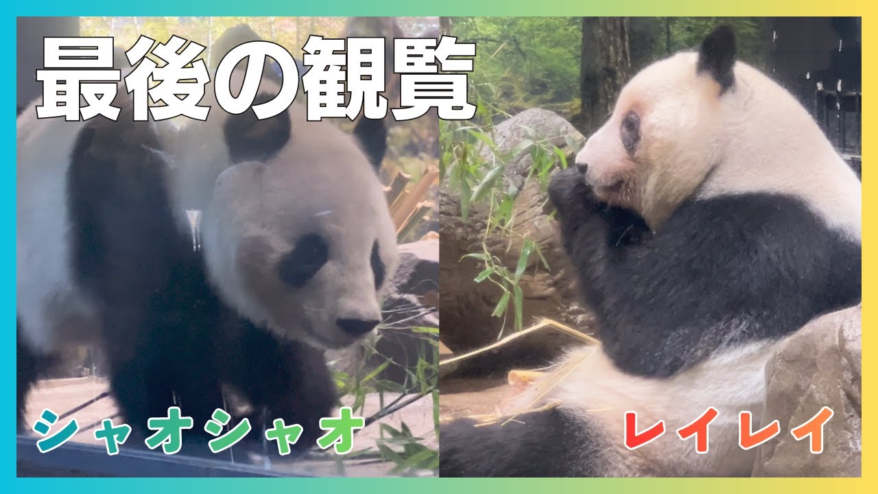 【1/22 シャオシャオとレイレイ】シャオくんとレイちゃんに挨拶に、最後の観覧に行ってきました