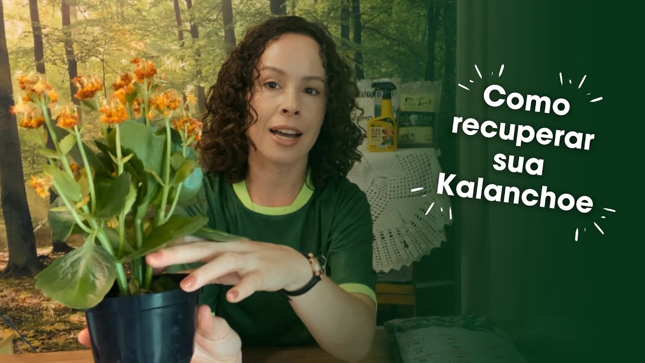 Sua Kalanchoe perdeu as flores? Veja como recuperar com esse passo a passo para florescer novamente!