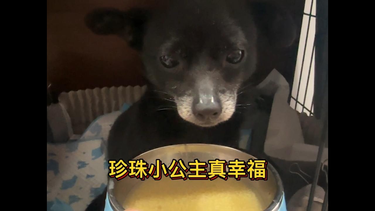 收养的残疾流浪狗真幸福，吃饭要用勺喂，吃饱就到豪华小木屋休息