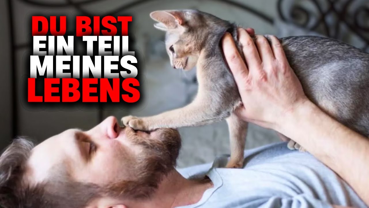 Wenn Ihre Katze ihre Pfote auf Sie legt, sagt sie damit: „Sie gehören zu meinem Leben.“