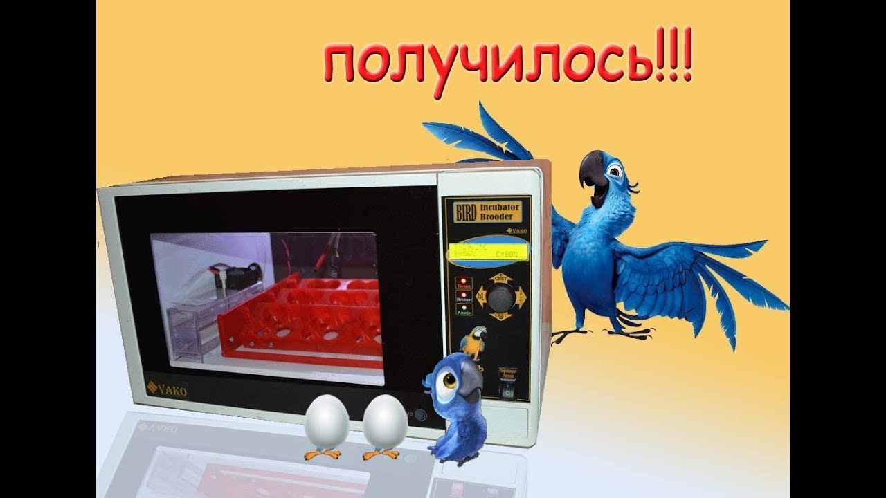 2 в 1, инкубатор из микроволновки, + брудер для попугаев. Часть 2