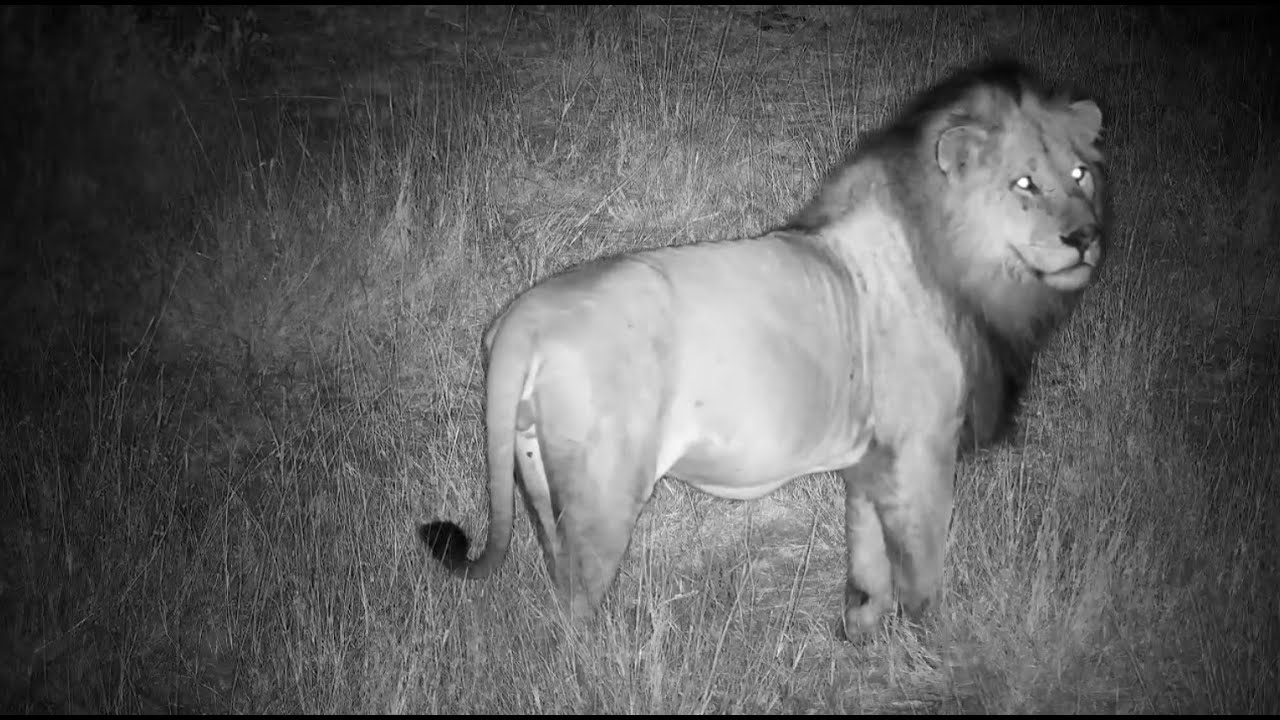 Kambula Male Lion K6 chases a female 7/8/25 (internet and sound issues)
