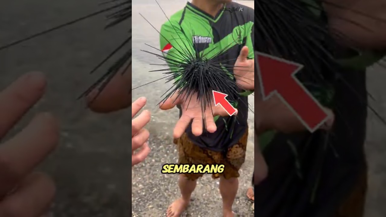 😱 Ini Bukan Bola Duri Biasa!