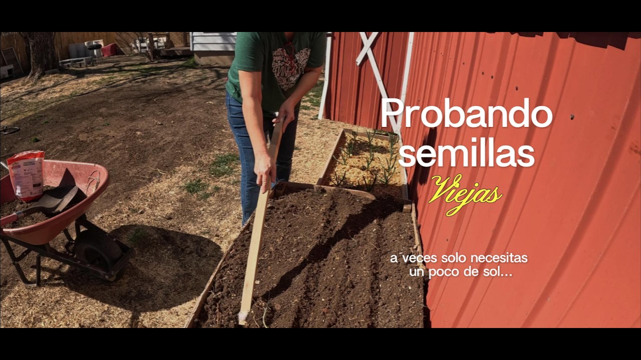 Viernes27// Probando semillas viejas #huerto