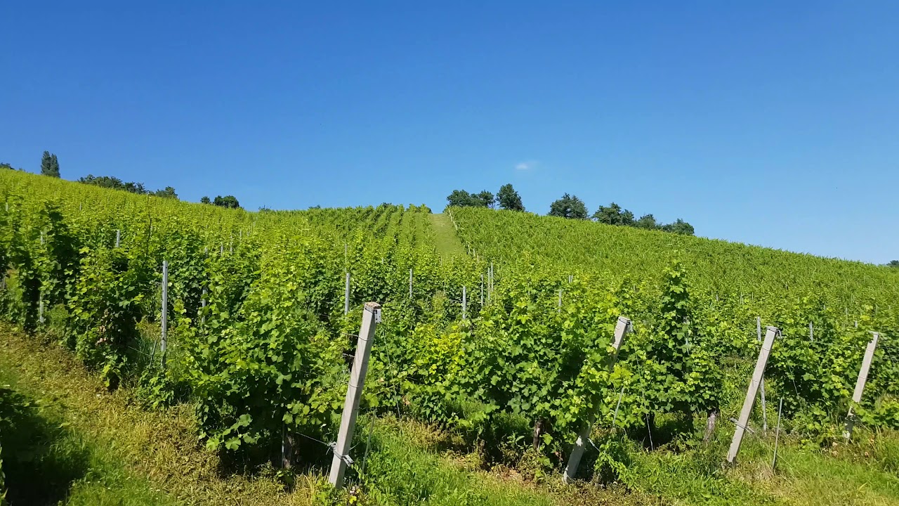 Plešivica Vineyards
