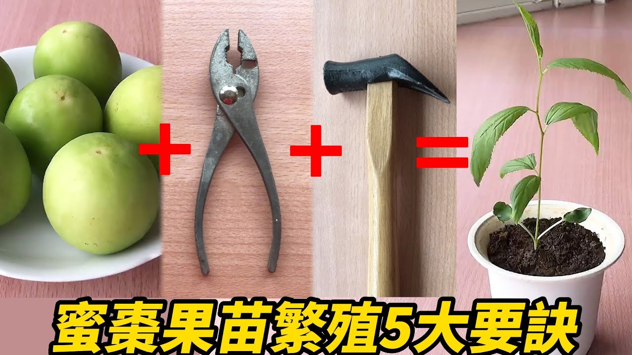 蜜棗果苗繁殖5大要訣 | 5 tips for propagating candied date fruit seedlings
