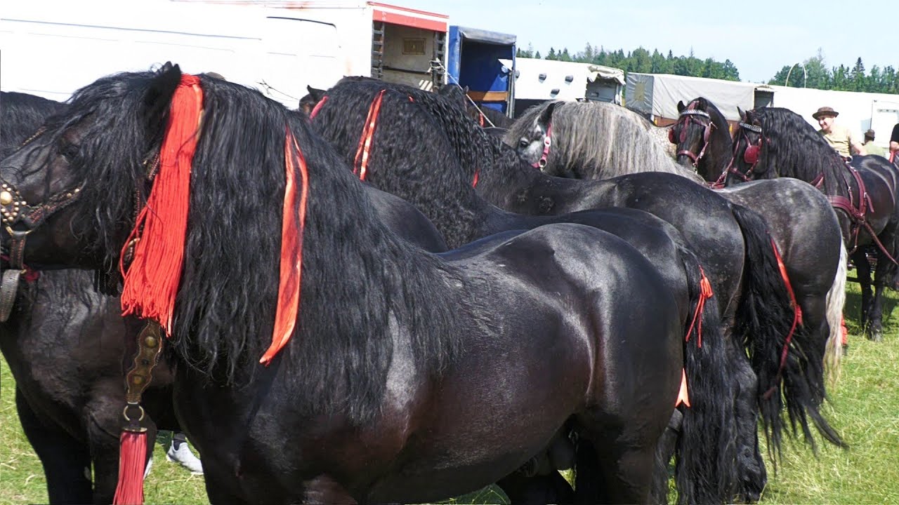 Târg expozițional de cai Solca - Bucovina 2 Iulie 2023