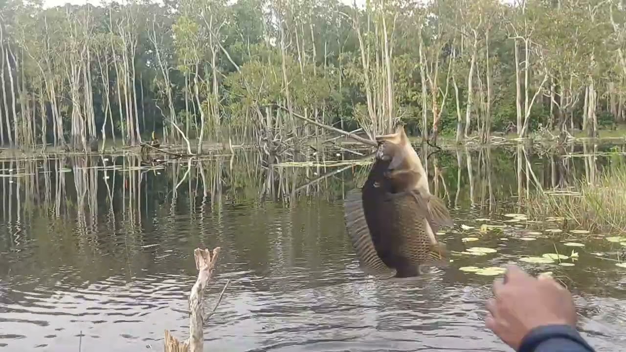 🎣🎣MANCING LGI DI SPOT RAWA 🎣🎣MERAUKE  PAPUA❤️❤️IKN NILA NYA YG BABON MASIH  FULLL😋😋