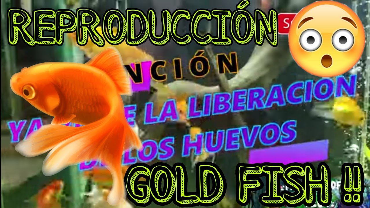 REPRODUCCION NATURAL DE GOLD FISH 🐠🐠🐠 / INCREIBLE LIBERACION DE HUEVOS!!! 😍😍😎😎