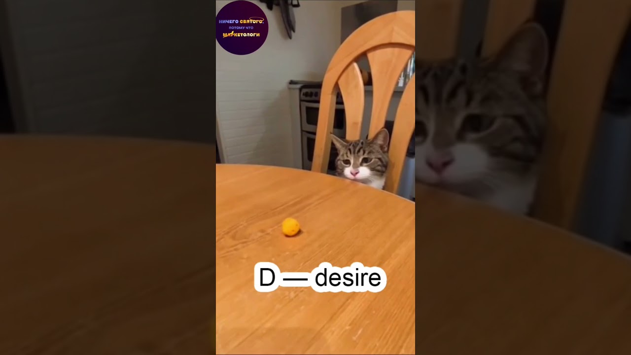 AIDA - модель управления вниманием. Тренируемся на кошках