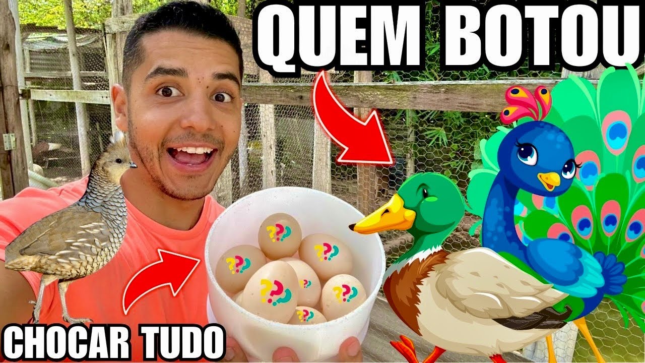 Vamos CHOCAR todos os ovos que encontrar na criação de aves | Aves Recriar