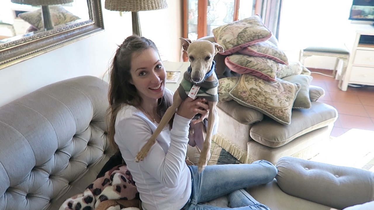 FOSTERING AN ITALIAN GREYHOUND