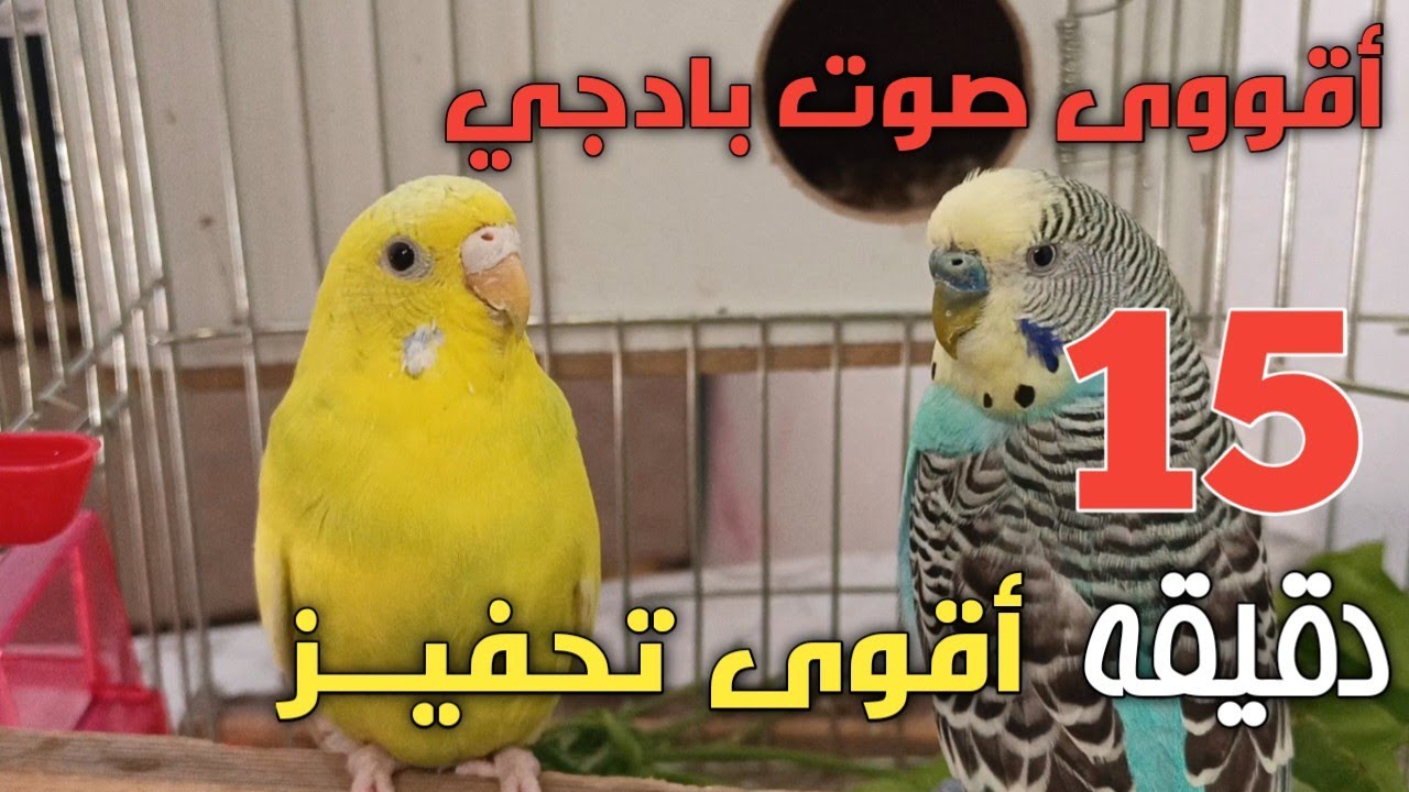 تحفيز البادجي على التزاوج حفز طيورك واستمتع بجمال الصوت 😍🦜