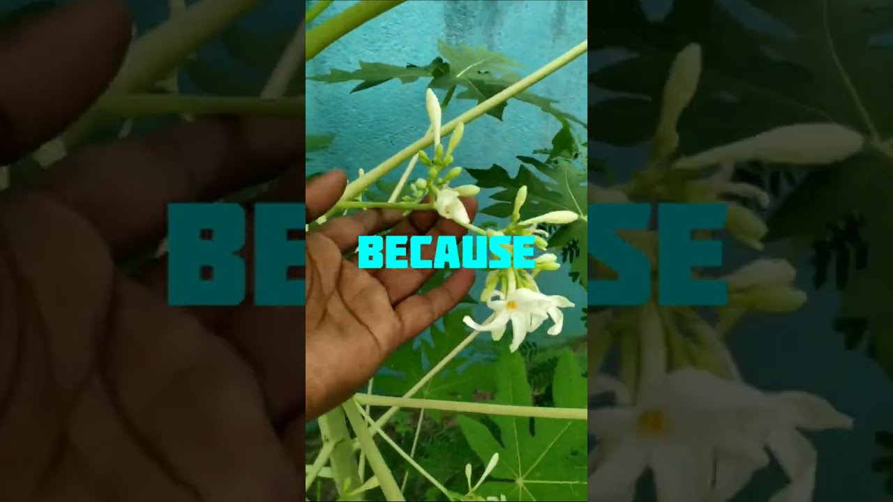 Never Cut Down Male Papaya Tree Bcoz #shorts