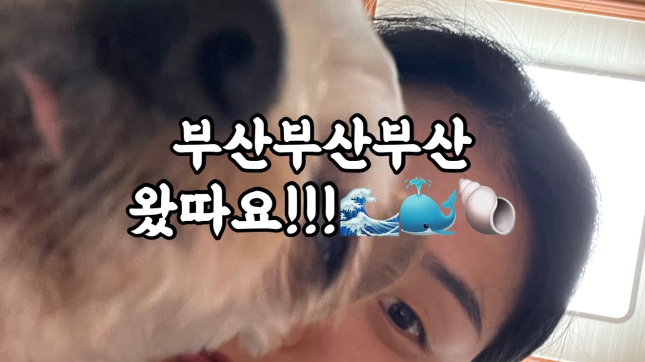 🇰🇷🇯🇵부산부산부산 왔따요~~~!!!🌊🐳🐚🇰🇷🇯🇵