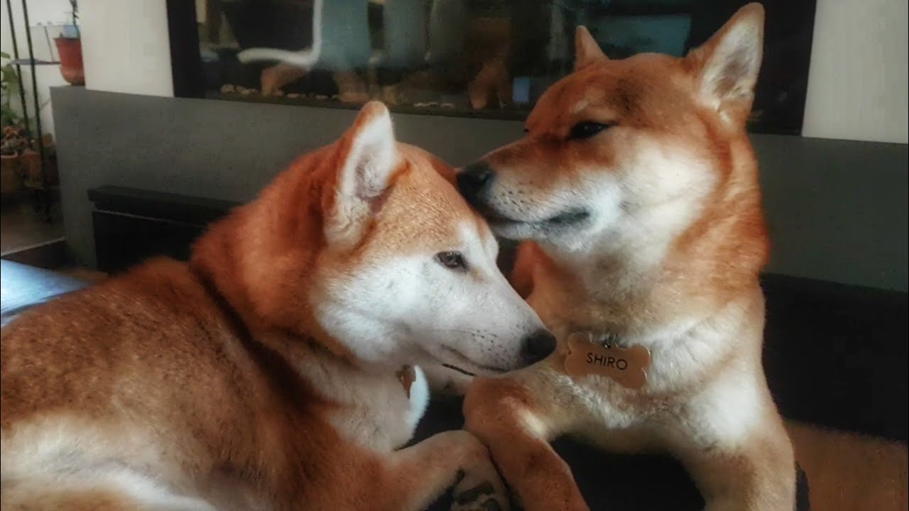 Shiba Inu protects and love his pregnant girl