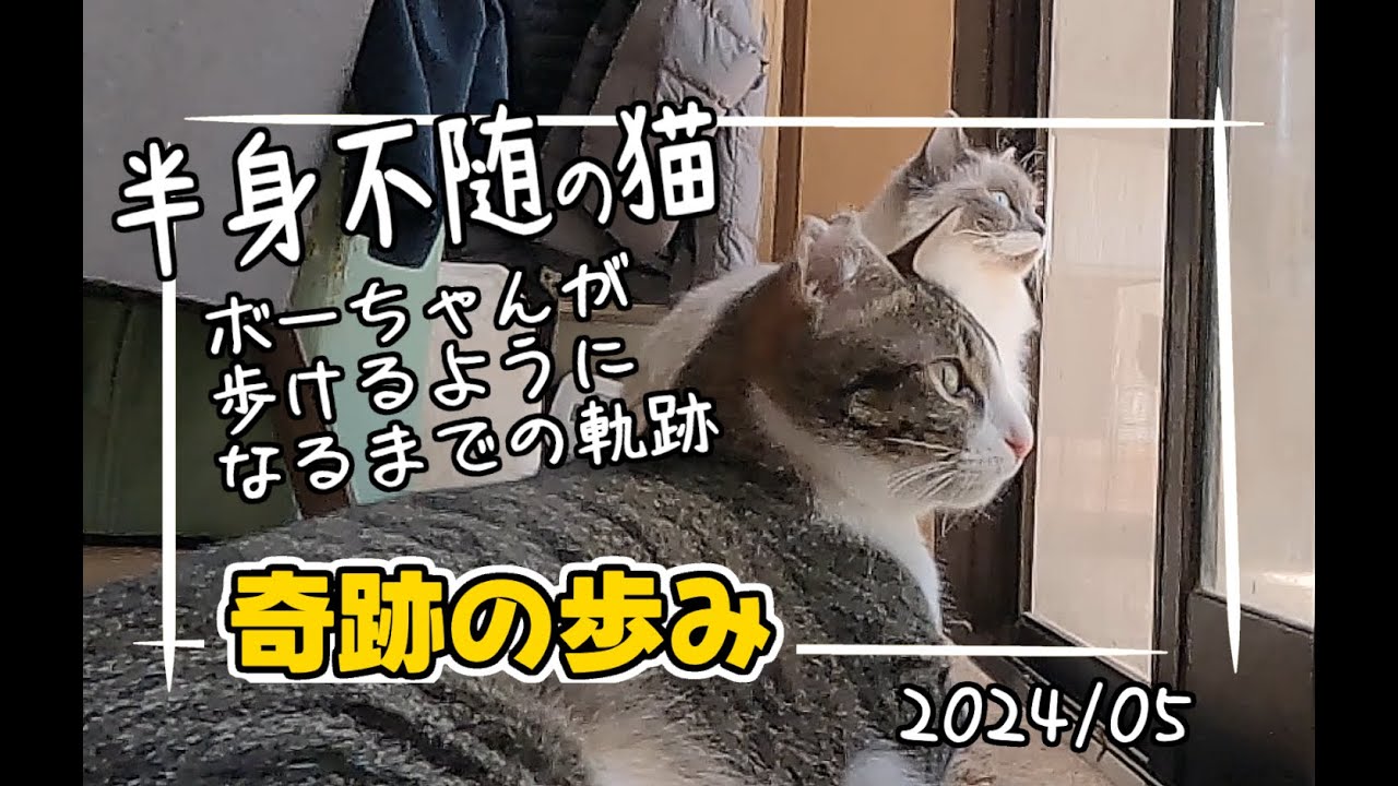 【畑に捨てられた仔猫】ボーちゃんが歩けるようになるまでの軌跡🐈️/2024年5月