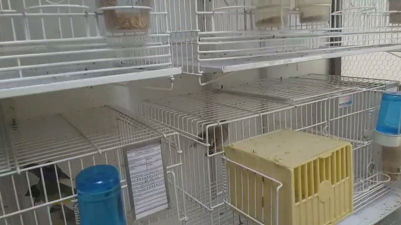 RM Aves Exóticas - Criatorio de Diamante Mandarim