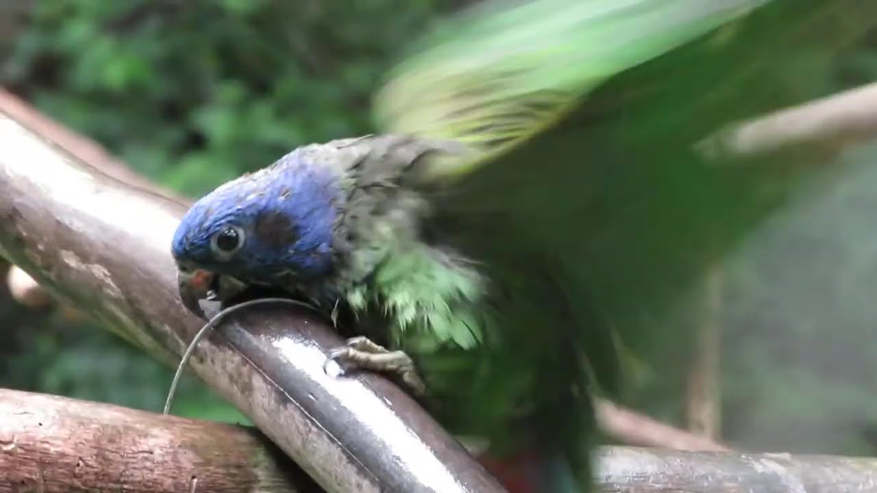 Rescued Blue-headed Parrot can't fly (Pionus menstruus)