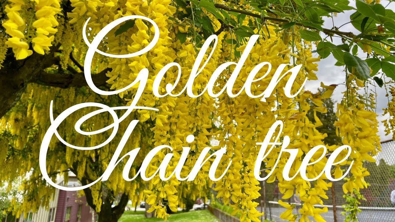 Laburnum, Golden Chain tree in East Vancouver