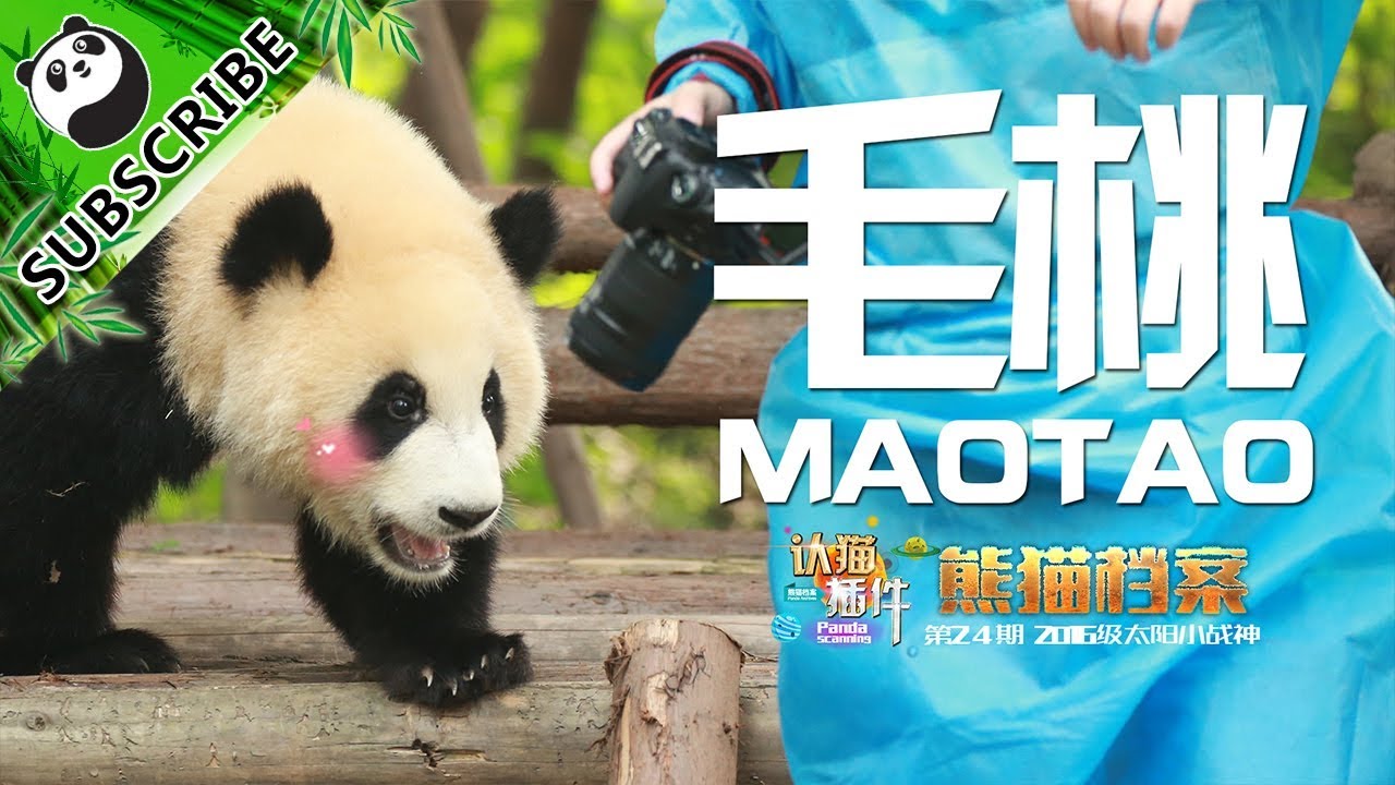 【Panda Scanning】Ep11 Descendant Of The Olympic Big Name. MaoTao | iPanda
