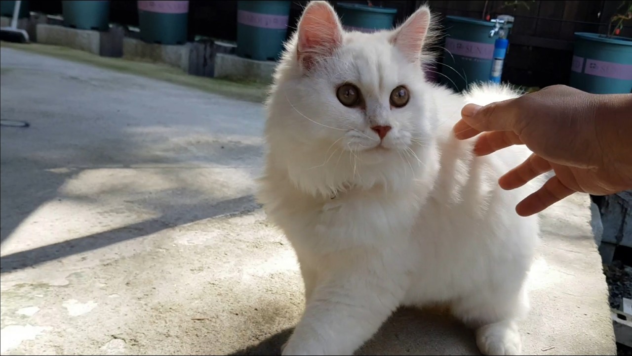 고양이 따라다니기#고양이#나비#고양이산책