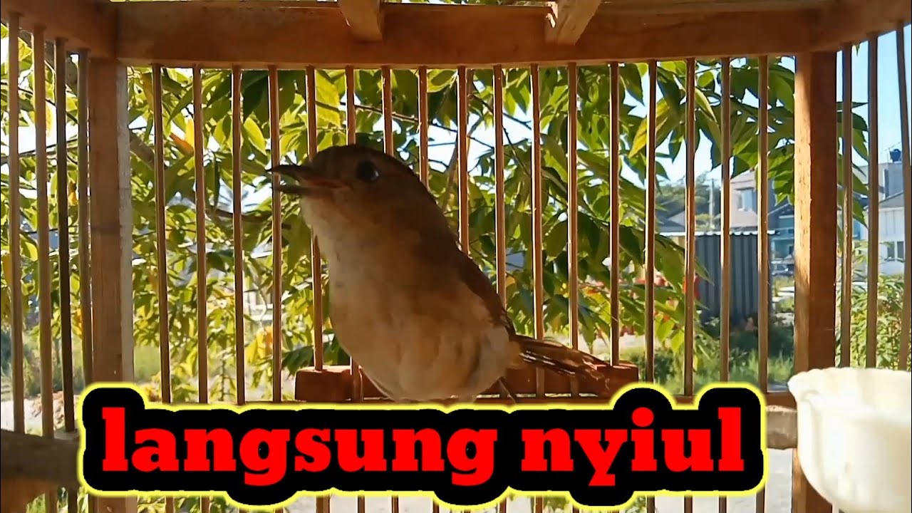 Flamboyan langsung nyiul nyuling