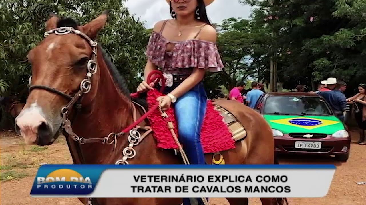 Veja como tratar articulações inchadas de cavalos