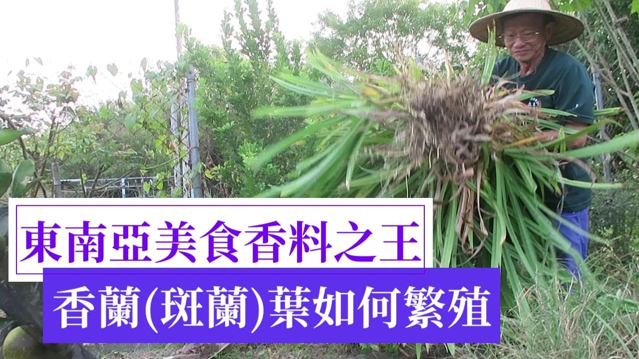香蘭(斑蘭)葉的種植與繁殖方法 | 阿星種植