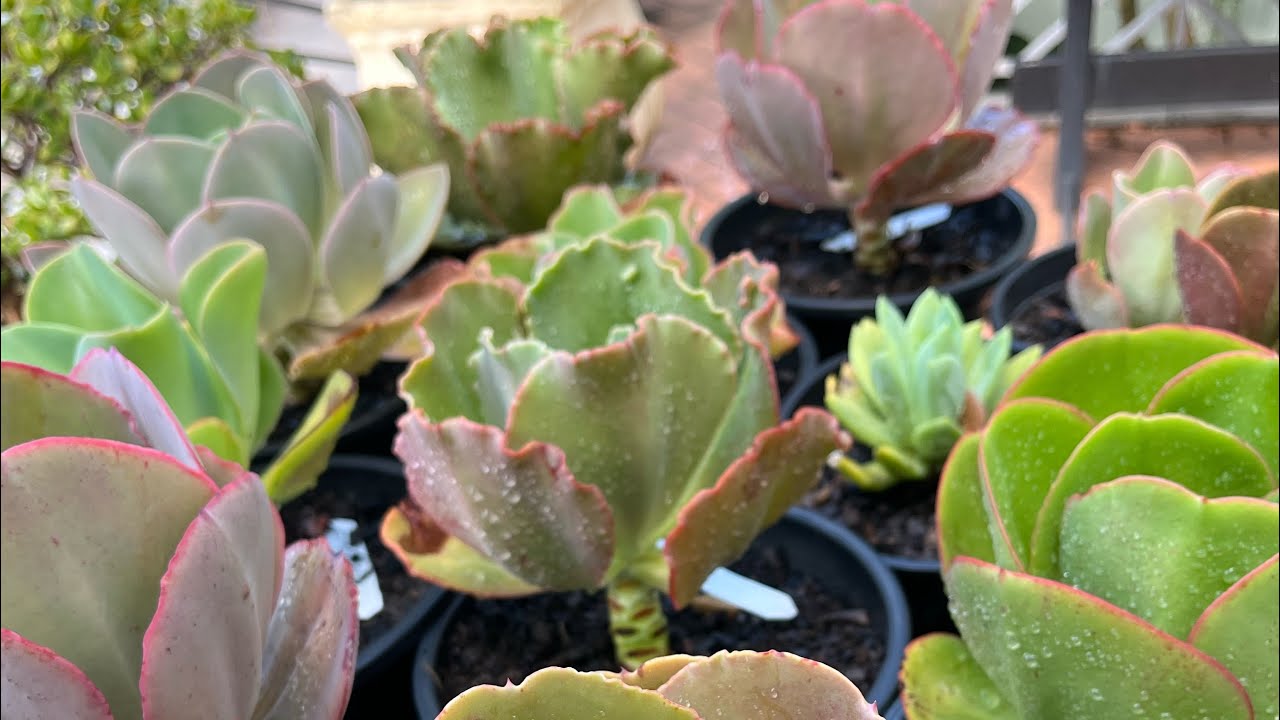 Organizando o meu jardim 😉vamos começar o ano com tudo lindo ❤️