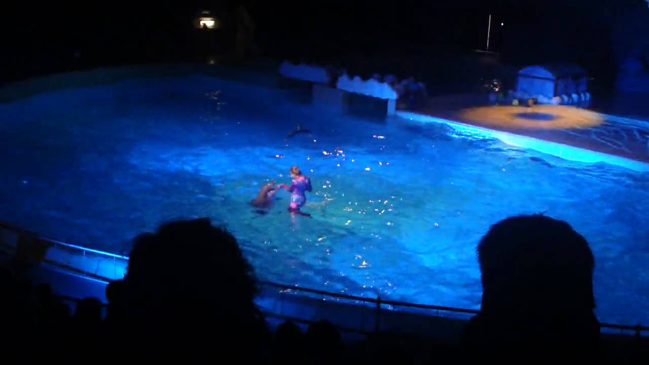 show de droomwens in het dolfinarium