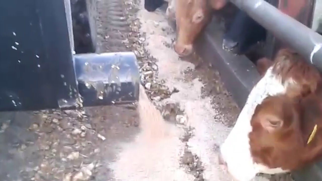 Feeding Bucket Meal Feeder