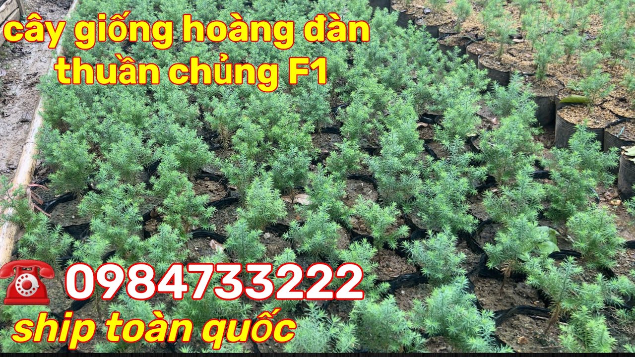 Cây giống hoàng đàn tuyết Lạng Sơn