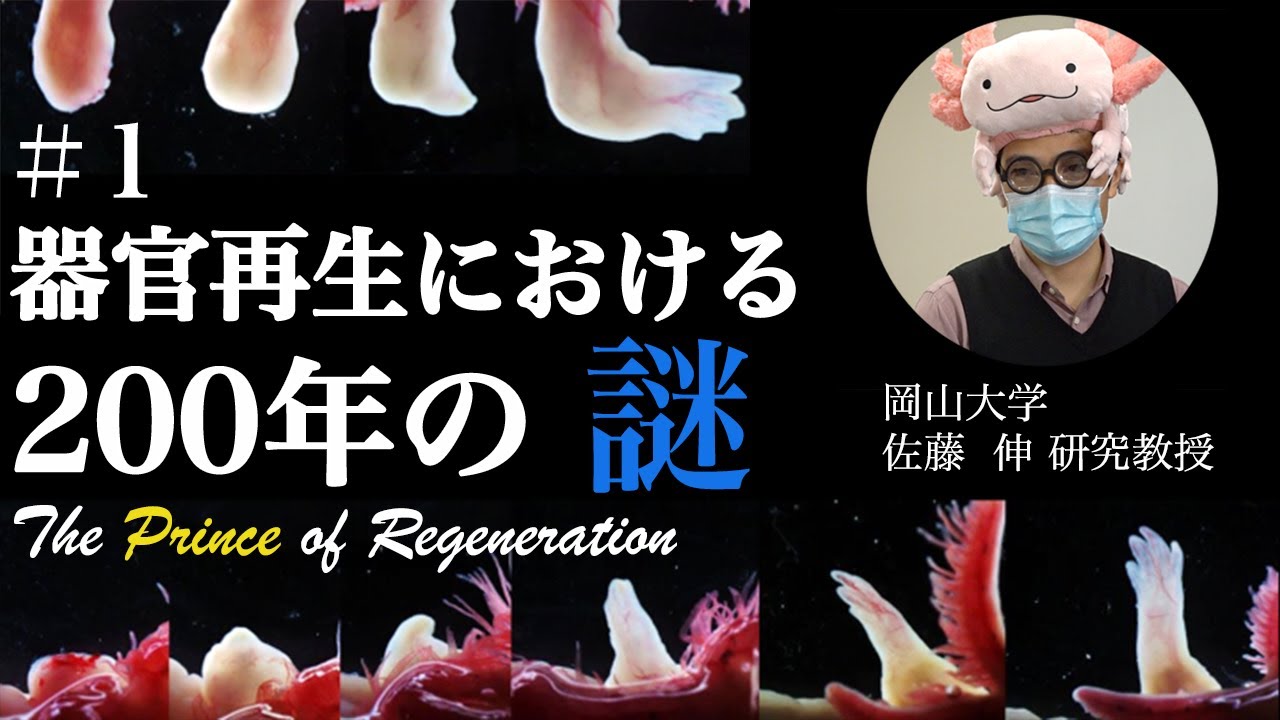 ウーパールーパー・器官再生の秘密“佐藤 研究教授”に会ってきた　前編 【岡山大学】