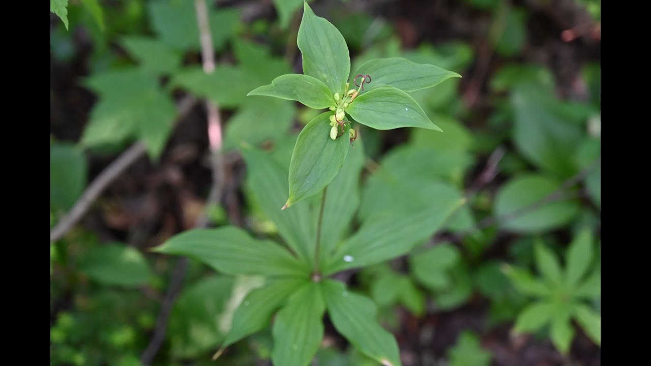 Indian Cucumber-Root, Foraging Wild Edibles