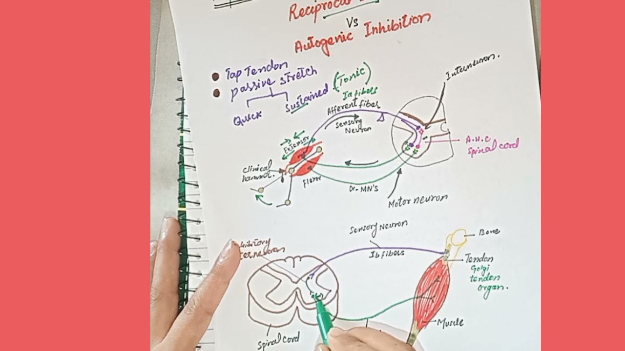 Reciprocal Inhibition Vs Autogenic Inhibition