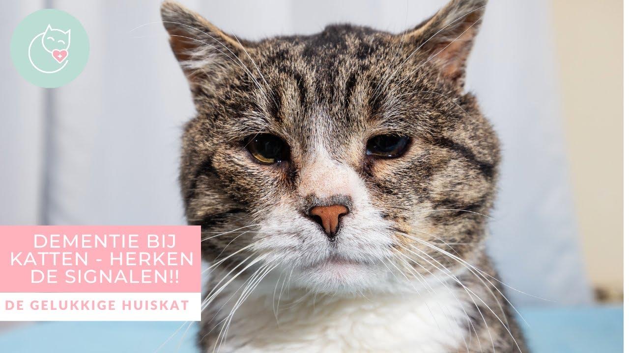 DEMENTIE BIJ KATTEN - De gelukkige huiskat | Kattengedrag