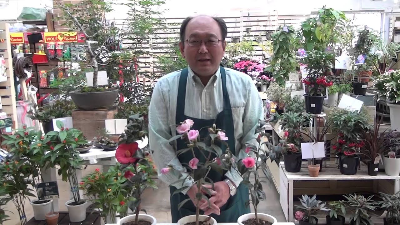 侘介つばきの育て方・日常管理