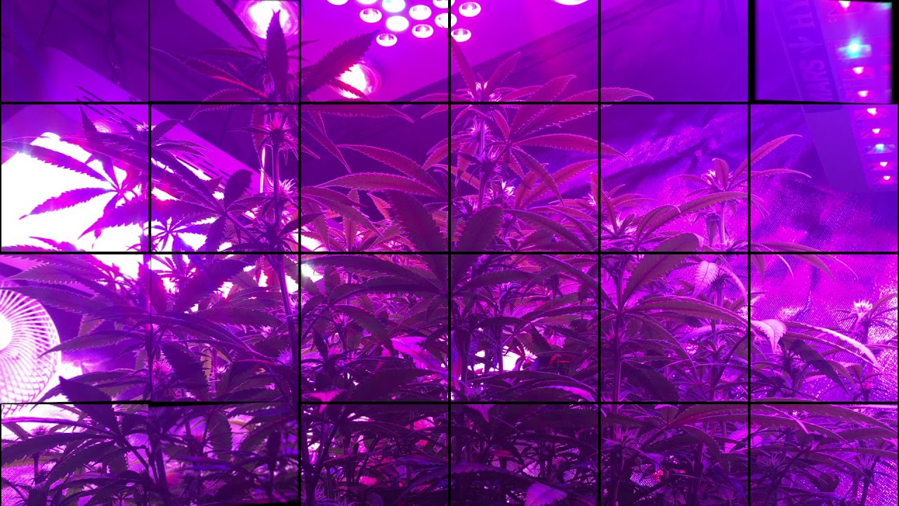 Auto Gorilla OG (Shortstuff Seeds) and Bag Seed Experiment - Indoor Grow Marijuana Photo Slideshow