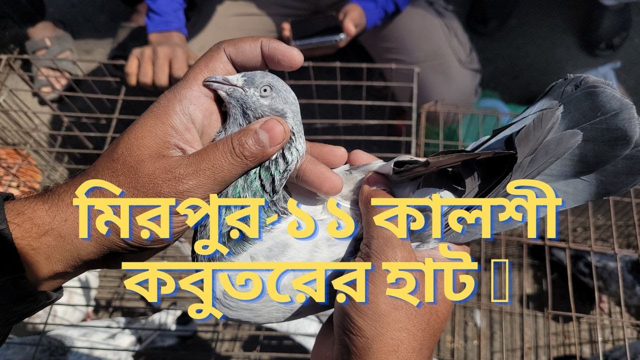 মিরপুর-১১ কালশী কবুতরের হাট 🥰 | Miraj Pigeon