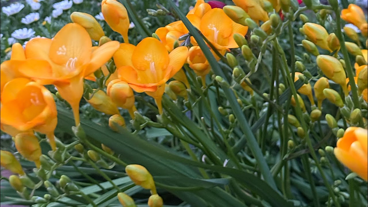 Natures Beauty/Calming/Birds Singing/Garden Scenes