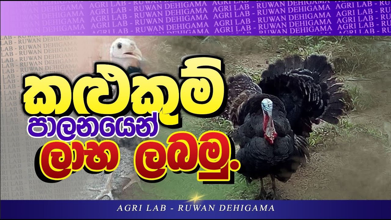 කළුකුම් පාලනය /TURKEY MANAGEMENT -Sinhala Agri Lab Ruwan Dehigam