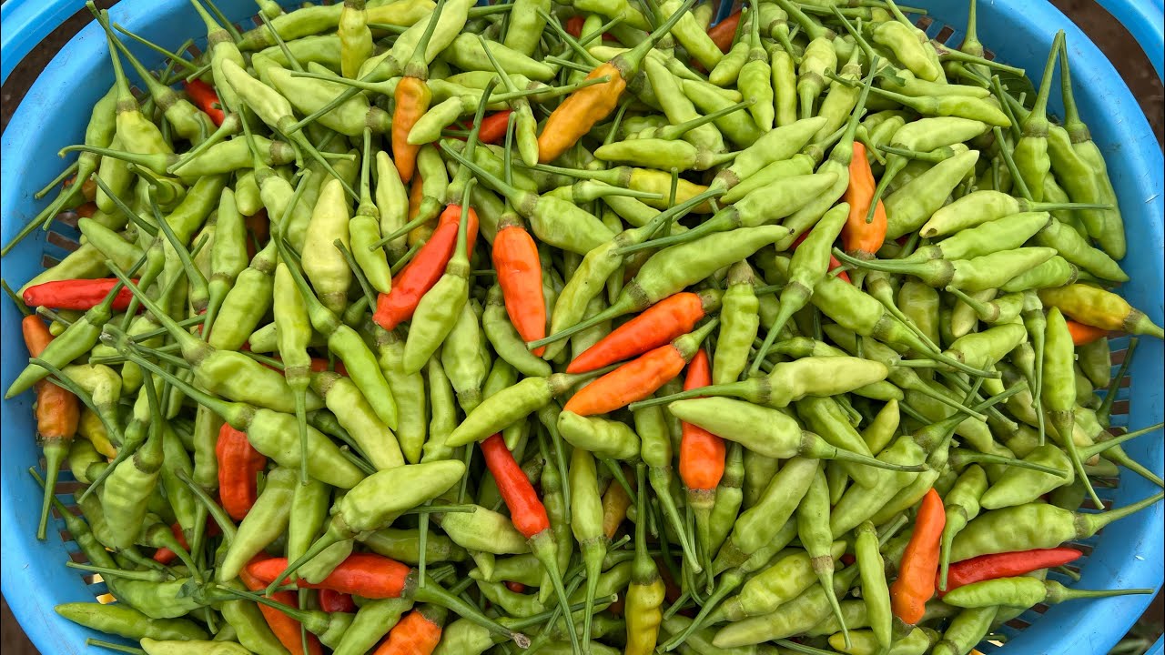 เก็บพริกกะเหรี่ยง เวียงพิงค์ เม็ดงามๆ Picking Wing Ping Pepper